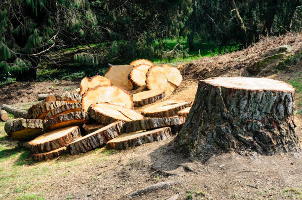 Reliable Elkins, AR Tree Removal Services Solutions